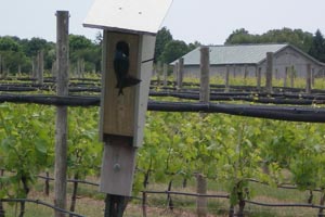 Biological-Diversity bedell cellars sustainable