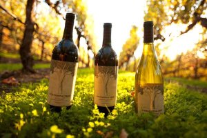 dave matthews dreaming tree wine bottles