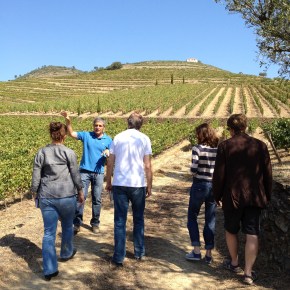 morning in the&nbsp;vineyard