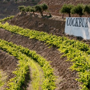 if your cockburn’s…