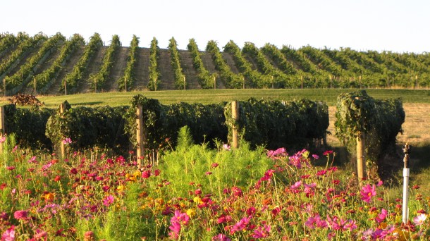 Seven Hills Vineyard - sustainable farming