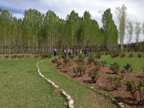 rose garden - so pretty