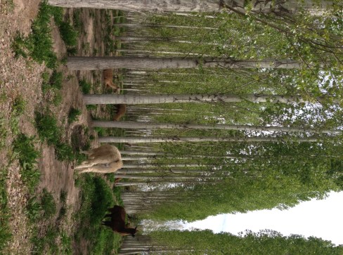 the llamas hang out among these gorgeous trees