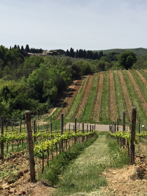 vineyards at the Greppone Mazzi estate in Montalcino